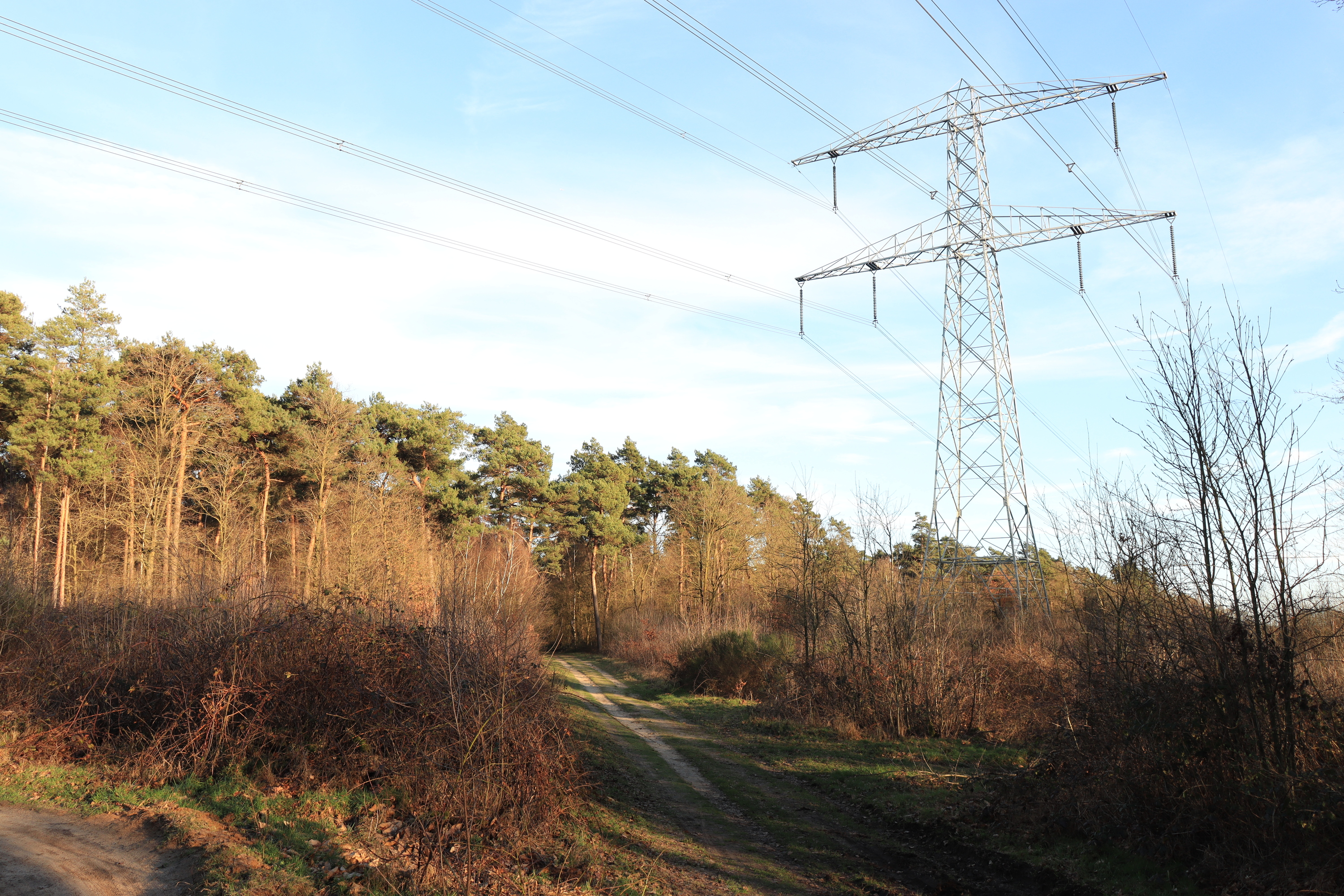 Forest power lines. Don't worry, not ALL my pics are gonna contain power line masts :^)