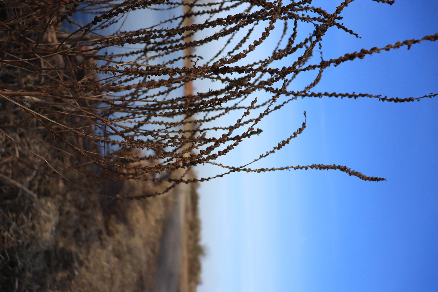 Shot where I experimented with depth of field