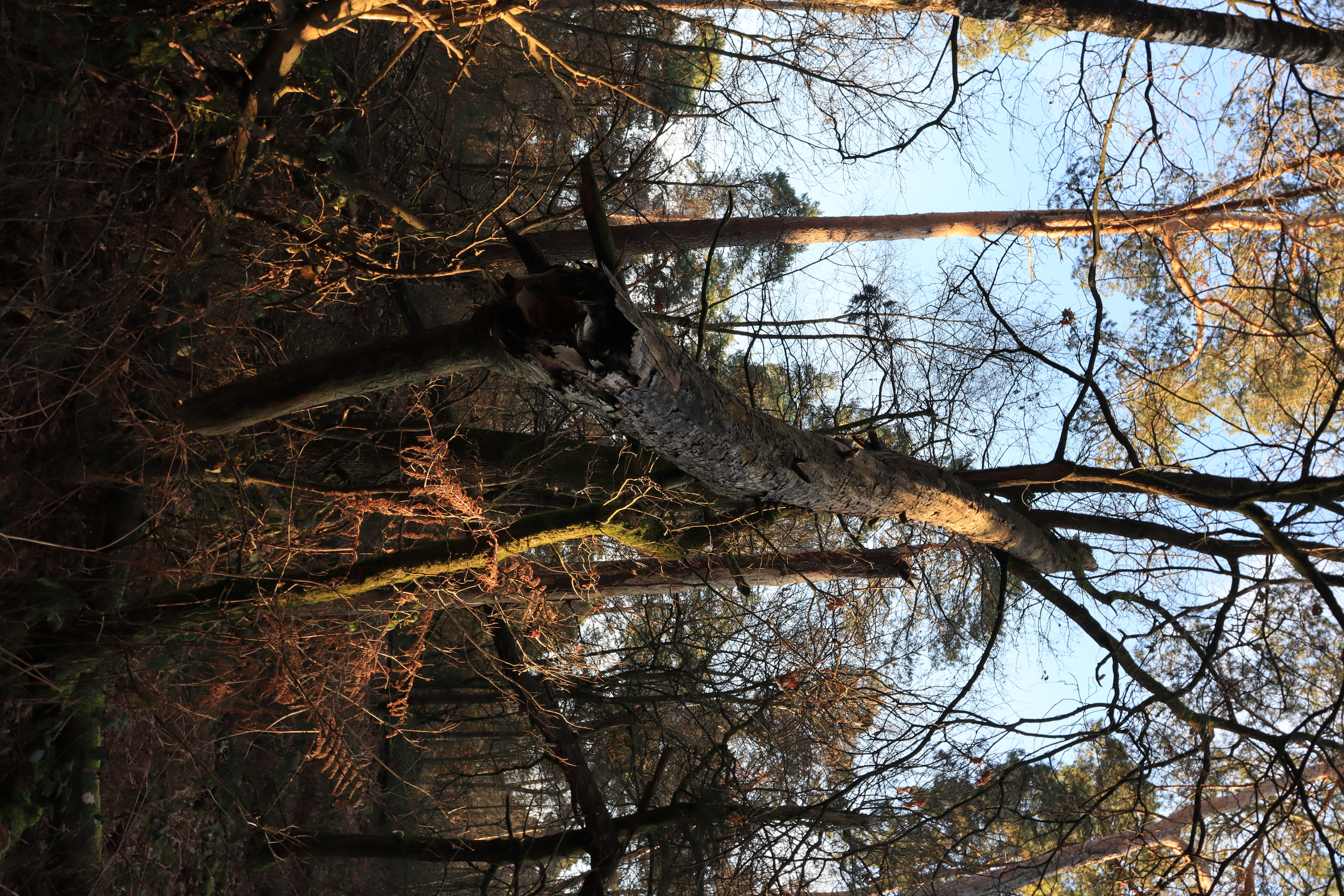 I have no idea how this whole log ended up suspended like this.
