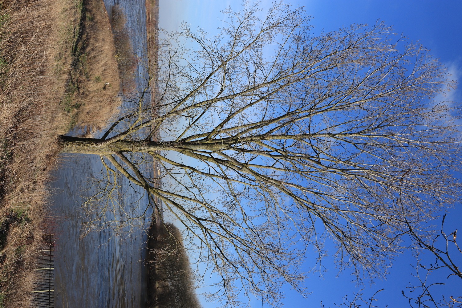 medium sized tree without any leaves (winter time) near the water